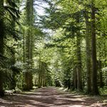 Arboretum de Garancières : découverte d’un patrimoine forestier remarquable