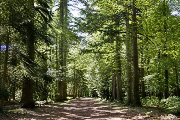 Arboretum de Garancières : découverte d’un patrimoine forestier remarquable