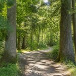 Arboretum Lyons-la-Forêt : découverte d’un patrimoine forestier remarquable en Normandie