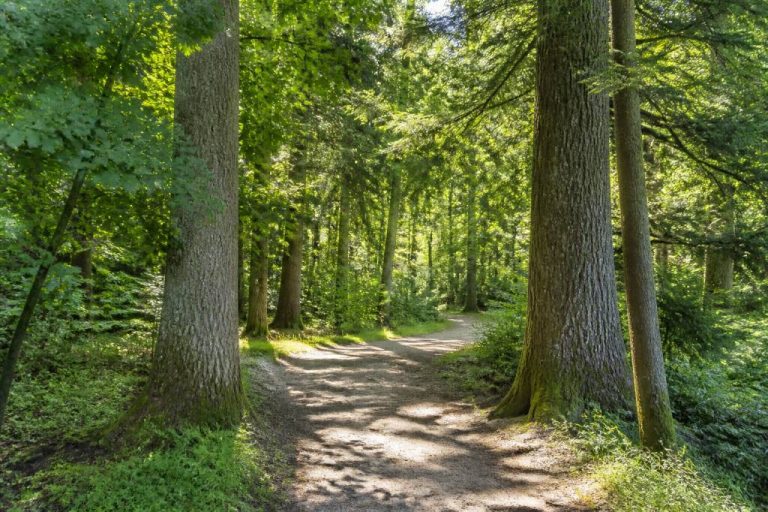 Arboretum Lyons-la-Forêt : découverte d’un patrimoine forestier remarquable en Normandie