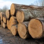 Grumes de chêne : caractéristiques, usages et conseils pour bien les choisir