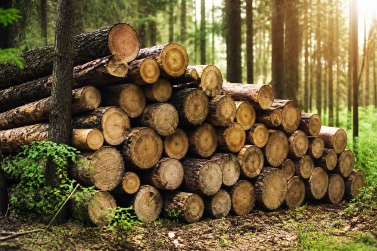 Bois PEFC : comprendre la certification et ses avantages pour une construction durable