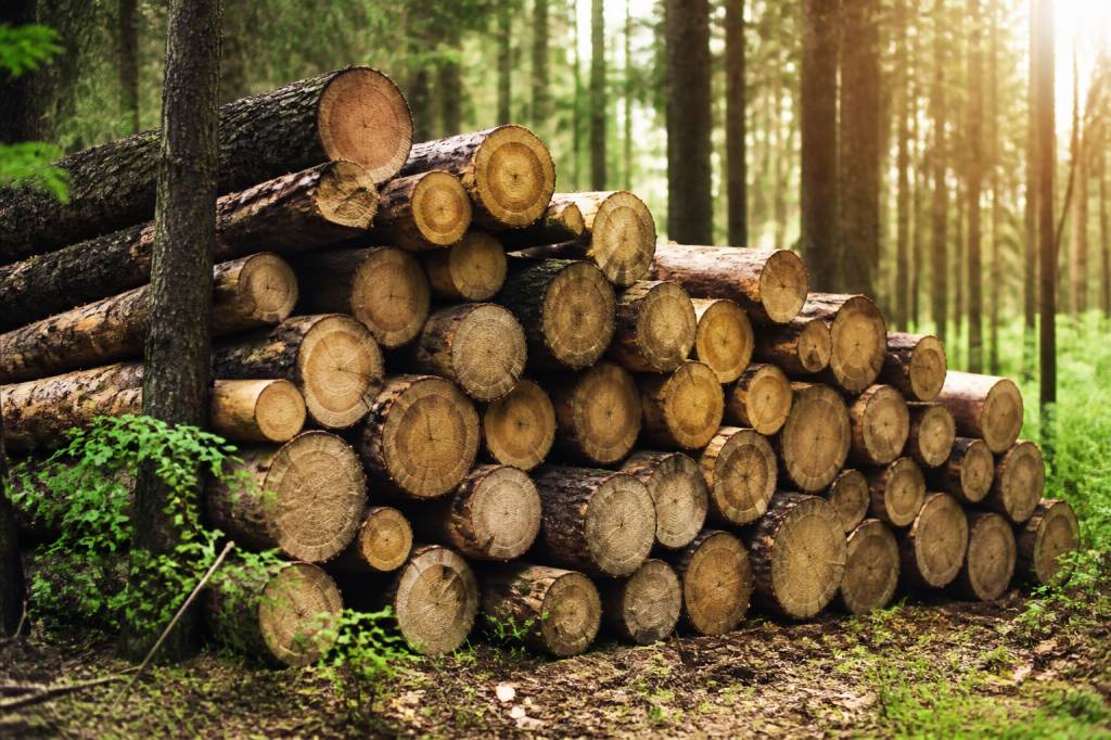 Bois PEFC : comprendre la certification et ses avantages pour une construction durable
