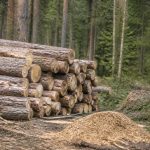 Bois énergie renouvelable ou pas : comprendre son impact écologique