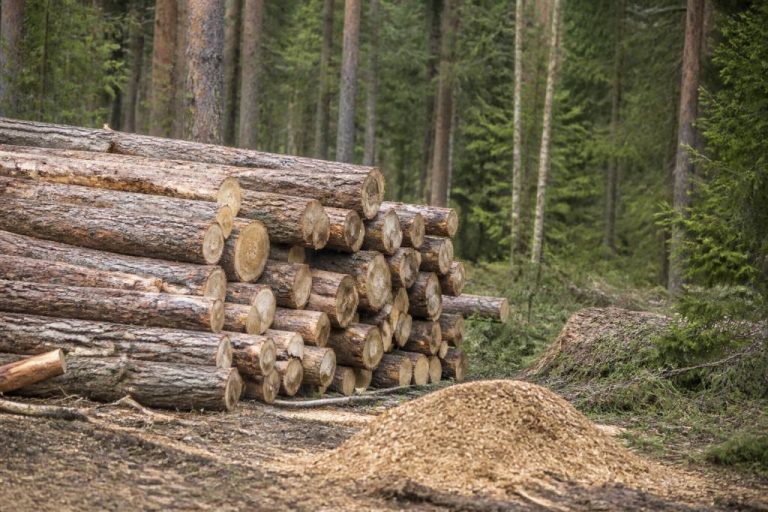 Bois énergie renouvelable ou pas : comprendre son impact écologique