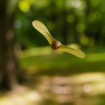 Arbre feuille hélicoptère : comprendre ce phénomène naturel étonnant