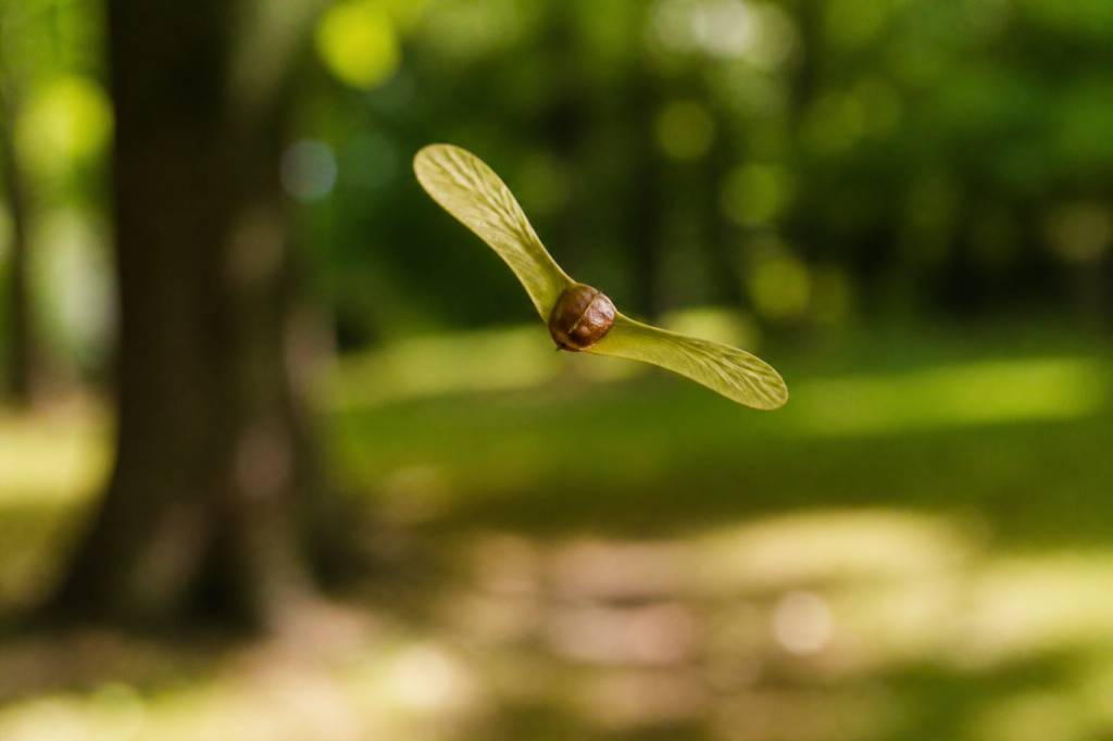 Arbre feuille hélicoptère : comprendre ce phénomène naturel étonnant