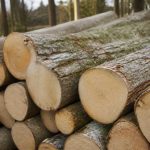 Densité peuplier : caractéristiques, usages et conseils pour le choisir