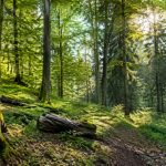 ProSilva : comprendre la gestion durable et proche de la nature des forêts
