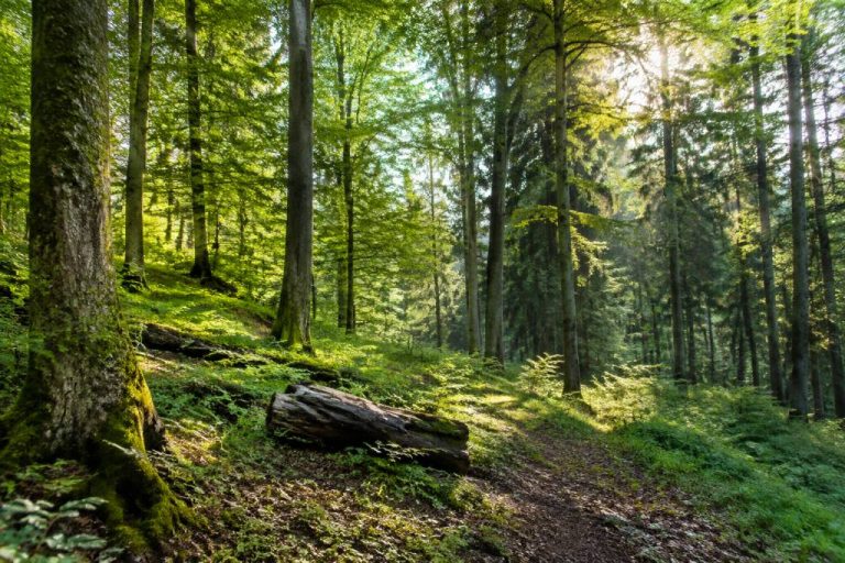 ProSilva : comprendre la gestion durable et proche de la nature des forêts