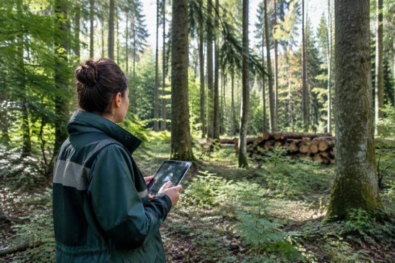 Office national des forêts paris : missions, gestion et patrimoine forestier