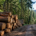 Woods in france : comprendre les forêts et le bois en france