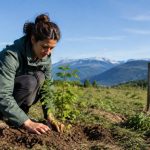 Achat arbre compensation carbone : comment choisir un projet de plantation responsable