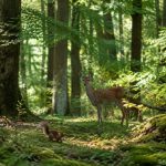 Biodiversité foret : comment préserver la richesse des écosystèmes forestiers