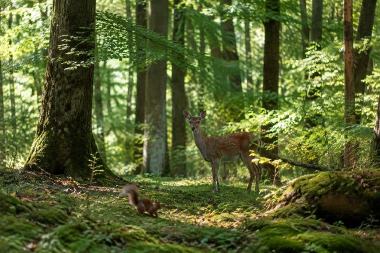 Biodiversité foret : comment préserver la richesse des écosystèmes forestiers