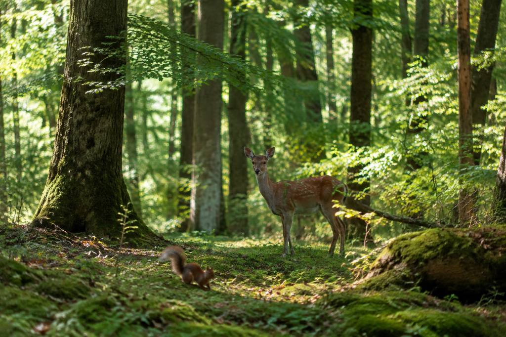 Biodiversité foret : comment préserver la richesse des écosystèmes forestiers