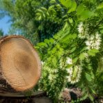 Robinier faux acacia bois : propriétés, usages et conseils pour bien le choisir