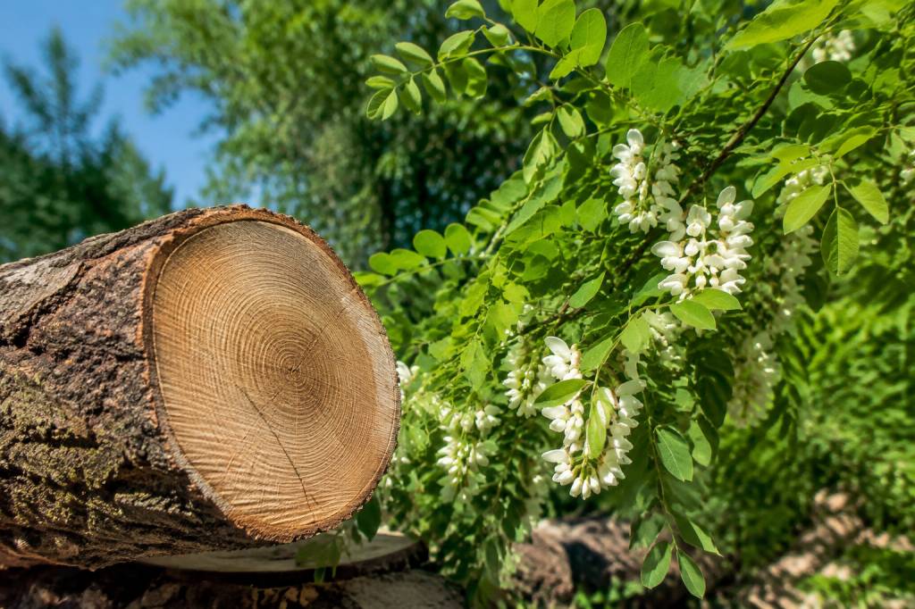 Robinier faux acacia bois : propriétés, usages et conseils pour bien le choisir